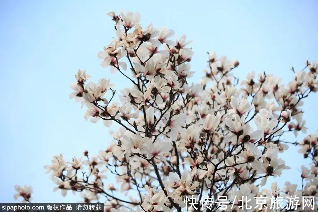 写真|提前收藏！京城早春赏花地图第一波，下个月就出发~