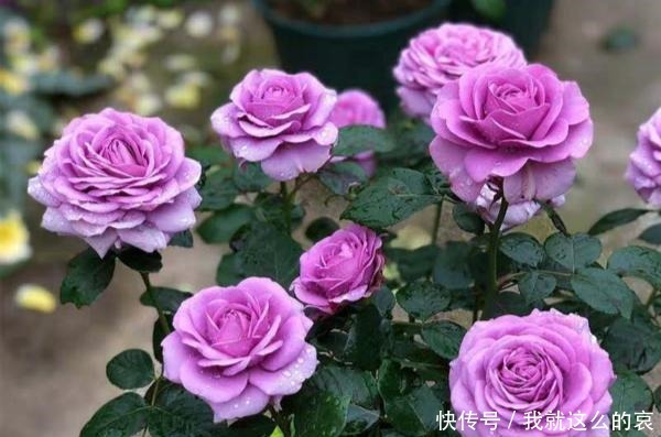 13种适合阳台养的紫色盆栽花,阳台养上几盆,天天“紫气东来”!