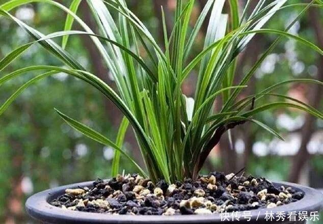 叶子|兰花移栽、换盆就死掉学会3招,养一盆活一盆,叶子飘逸花箭多