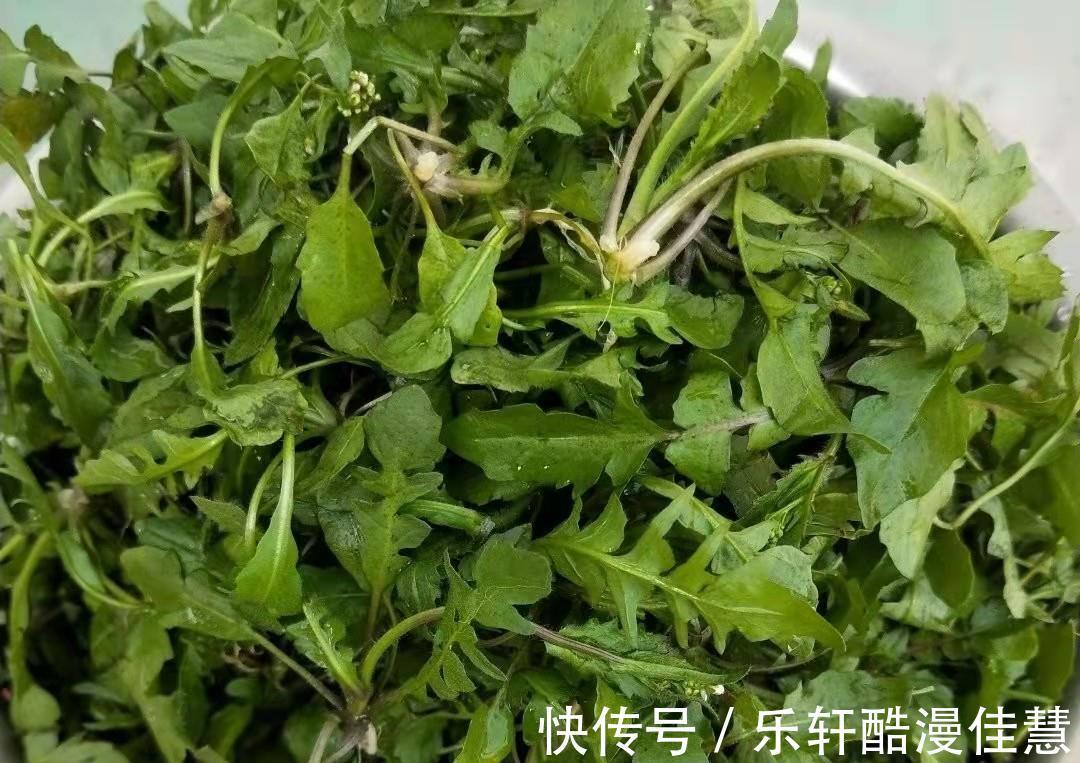 维生素b1|入冬碰到这菜，直接囤10来斤，营养很高，处理好放大半年也不坏