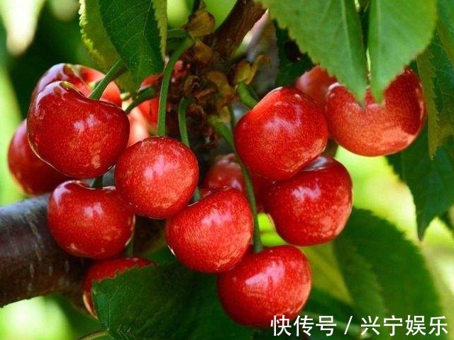 桑葚|常熬夜的女人,可常吃3物,让你气血足、皮肤好,还养肝补脾