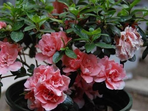 花卉|“玉米棒”还在扔往盆里一塞，等于“促花激素”，花开爆不停