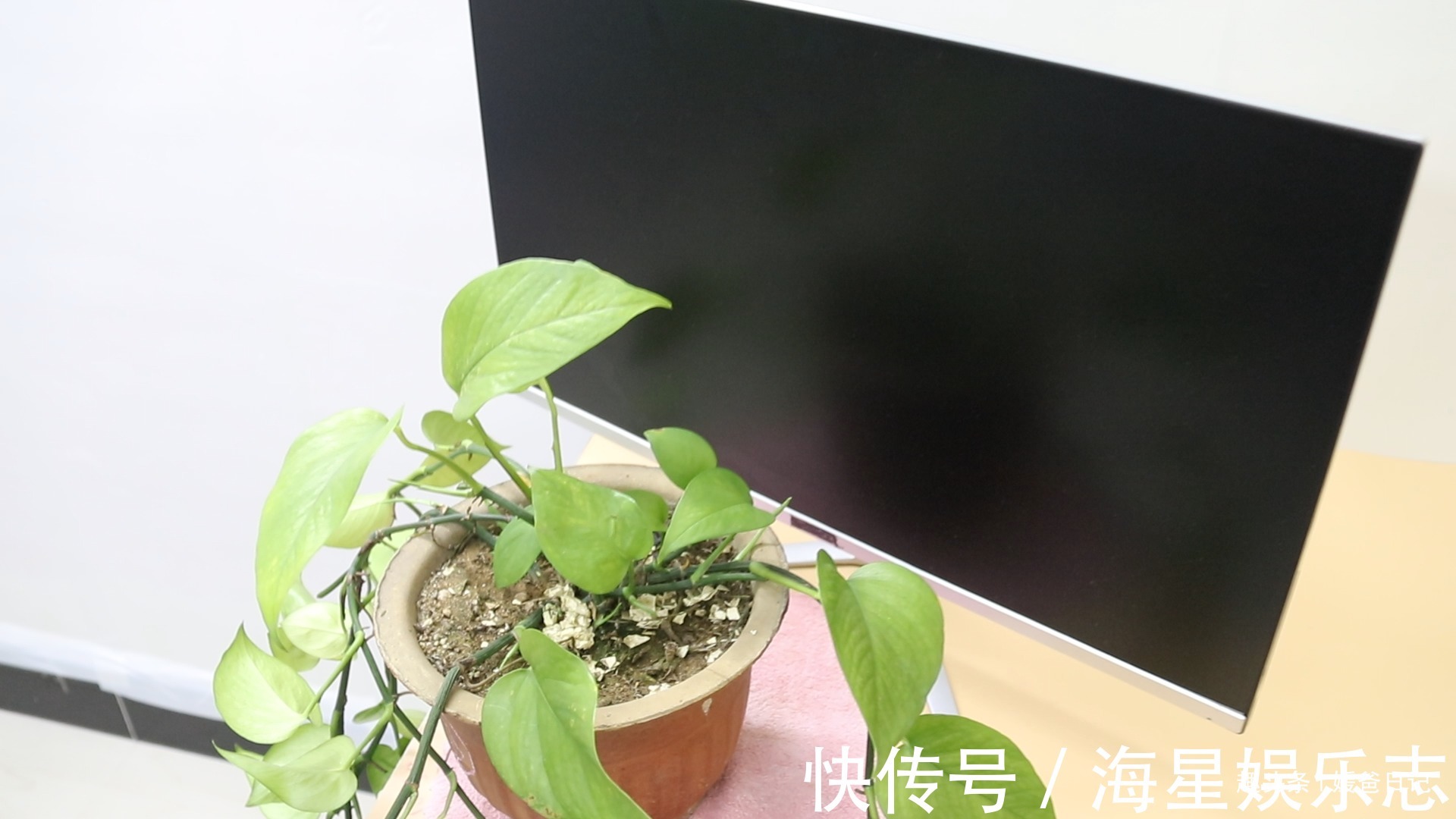 你家有绿萝吗我也是刚刚才知道,肯定不是迷信