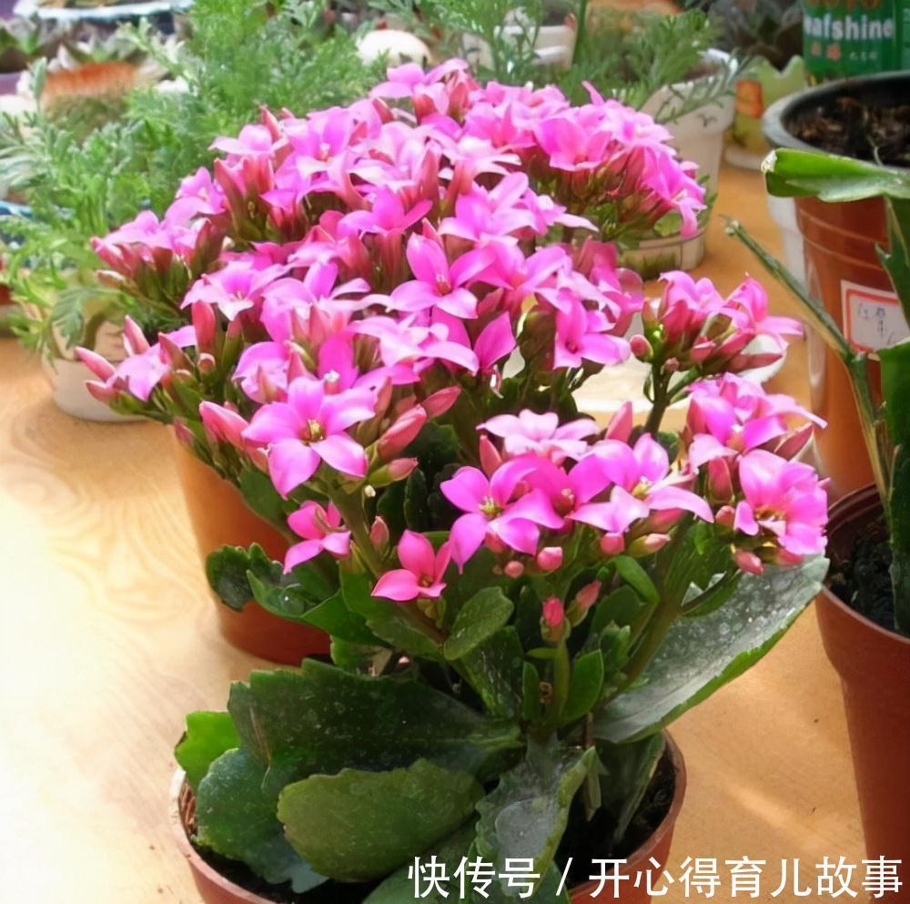 养花就养这些,养好了邻居也羡慕