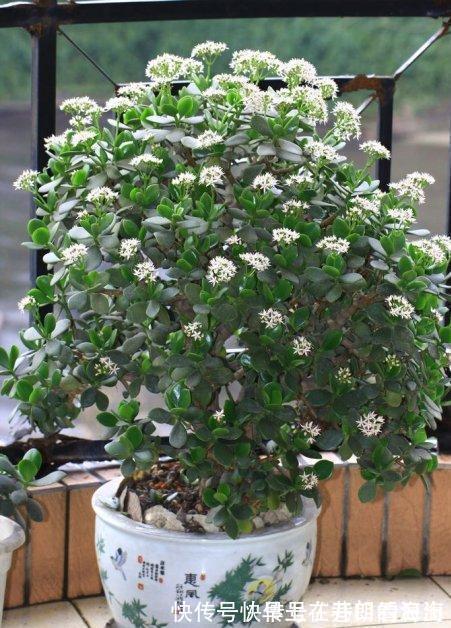 天冷|天冷了,15种漂亮花喜欢“大太阳”,多晒长得壮,花更多