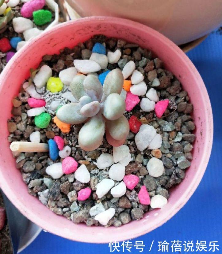 多肉叶子皱皱巴巴别光浇水,多半是伤根该换盆了!