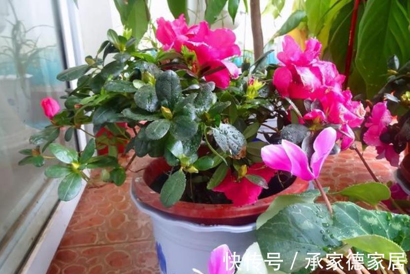 烂根|养花必备3种大补肥，专治黄叶烂根不开花，新手都来来学学