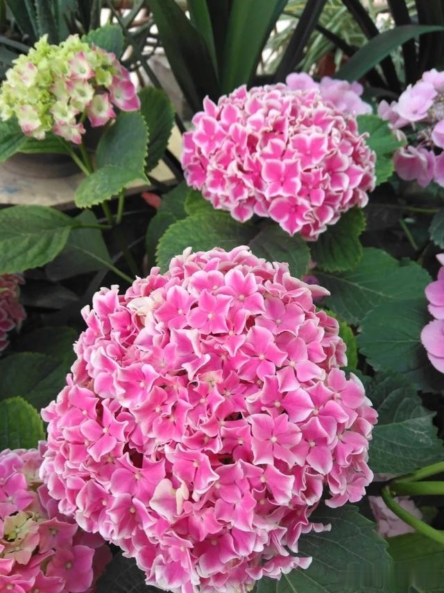 圆滚滚的绣球，瀑布般的花墙，这届花友也太会种花了吧