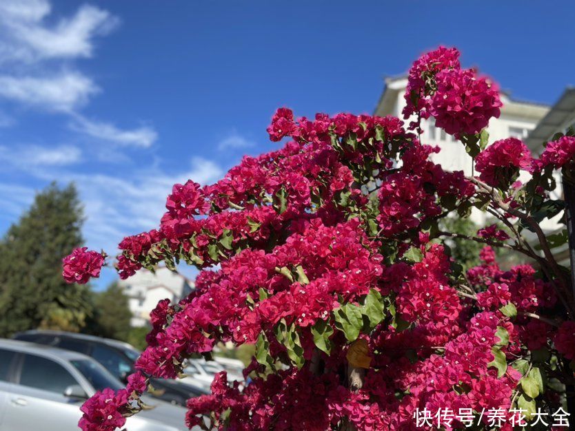 三角梅|女士们都爱养的花，开花美艳动人，家里变成小花海