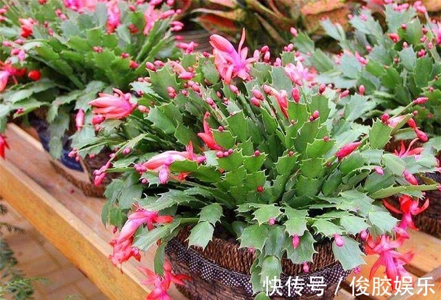 土壤|蟹爪兰花后养护很重要,仅仅修剪还不够,做好这4点,开花大又多
