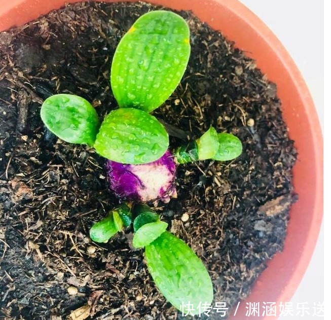 君子兰要长得旺，就要下手“切”，几刀下去叶片蹭蹭长，变群兰！