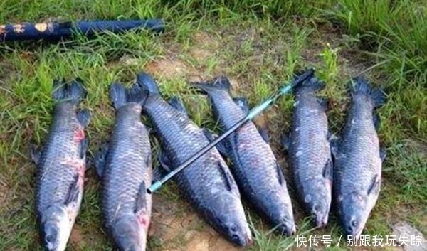 冬季钓鱼,钓鲫鱼是主流,但不是唯一选择,其实这些鱼冬季也能钓