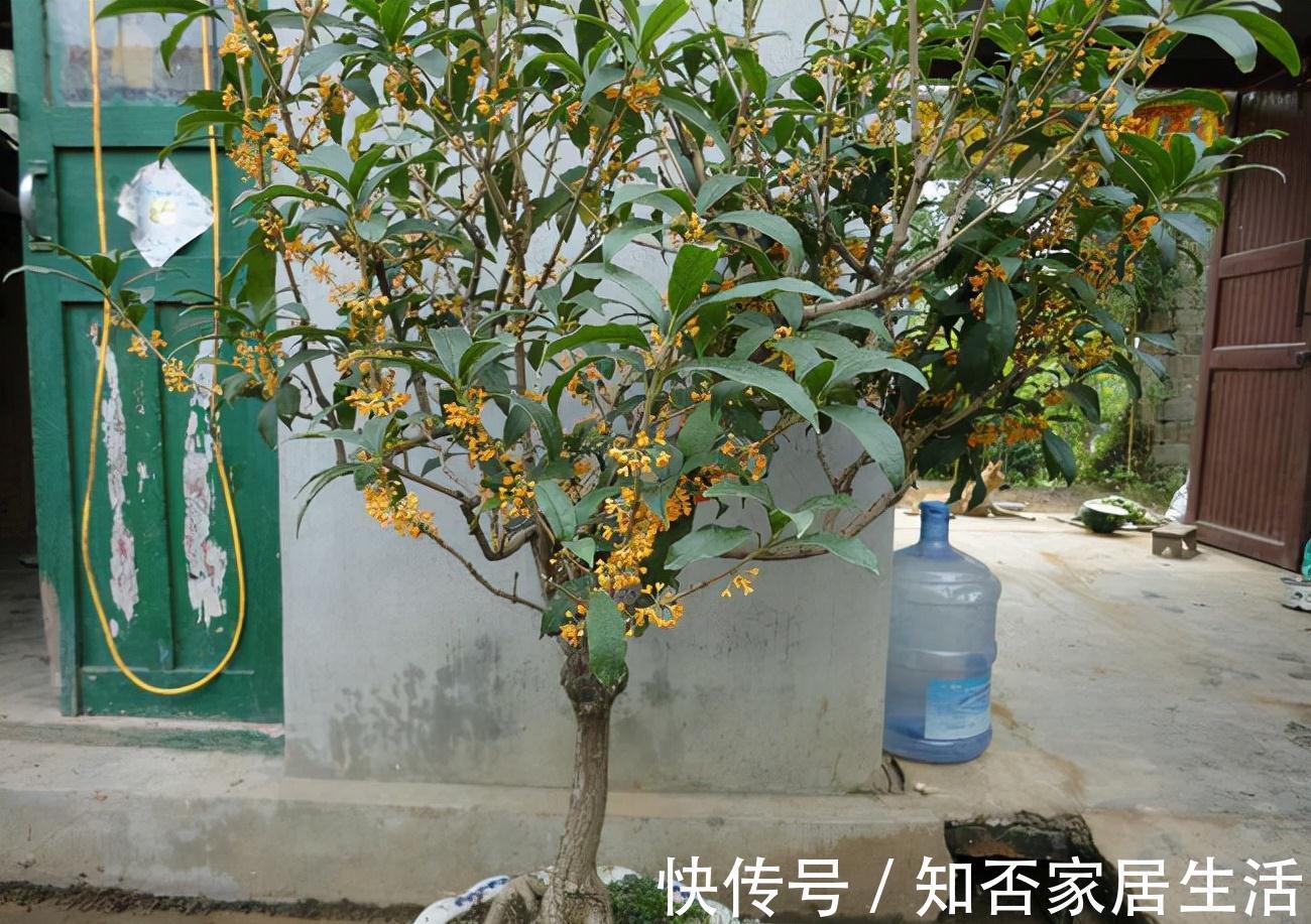 3种“养人树”，漂亮有香味，能吃能观赏，建议至少养一种