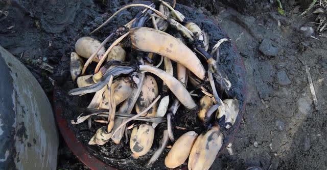 4种“陷阱”花,不适合新手,花店遇到要避开,别白花买花钱