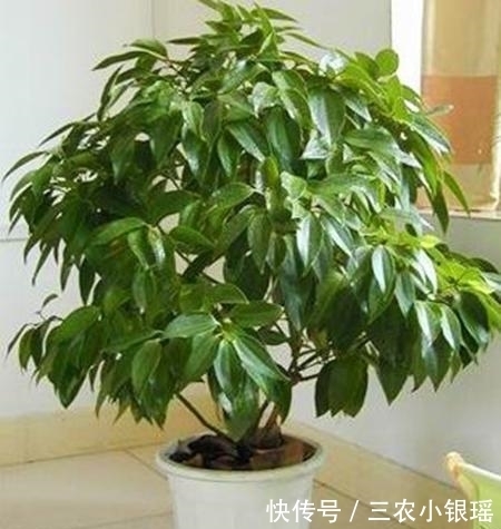 君子兰|家里养花“讲究大”,2种花“镇宅”, 2种花旺家,要养起来