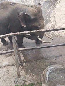 |搞笑GIF:别装了 我知道你就是故意的