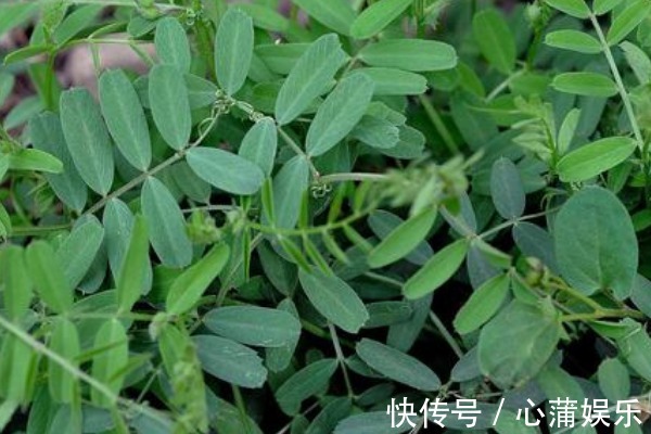 薇菜薇菜|野菜中的“4金剛”，鈣含量是牛奶的2倍，吃過的人都說好！