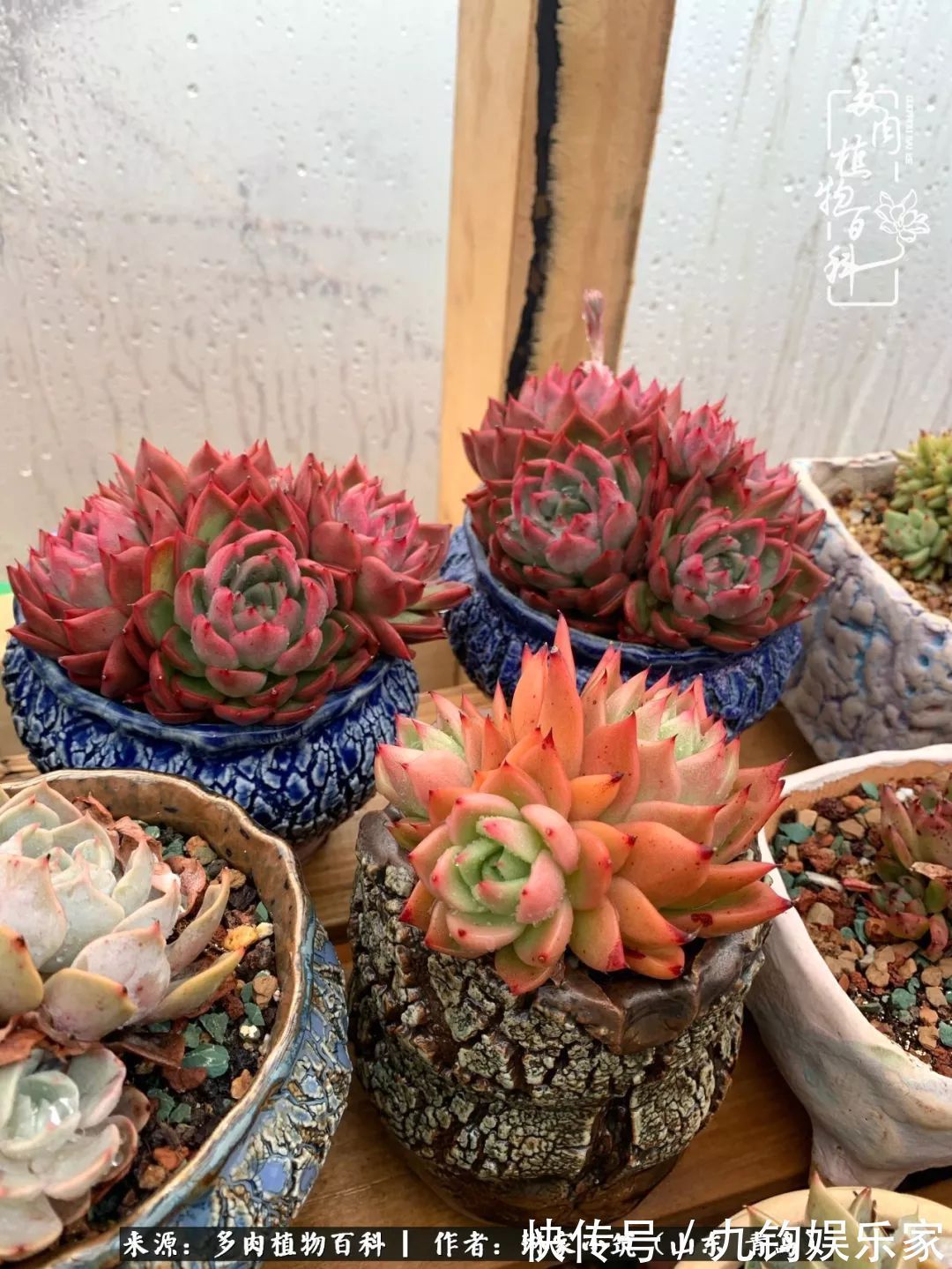 多肉住进暖棚,坦然越冬,放肆浇水,这个冬天有点甜!