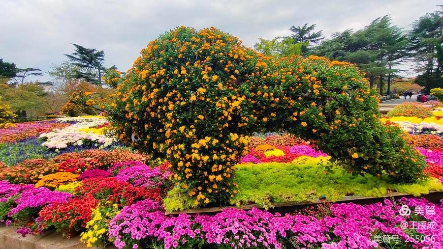 菊展|顺成视界｜霜重百花残 青岛这边菊正艳