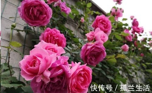 阳台上|最厉害的养花营养液：给月季花喝一勺，猛窜笋芽，花开满枝