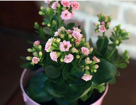 长寿花、栀子花、瓜叶菊等不开花、花苞少用点这个，喷啥啥开花