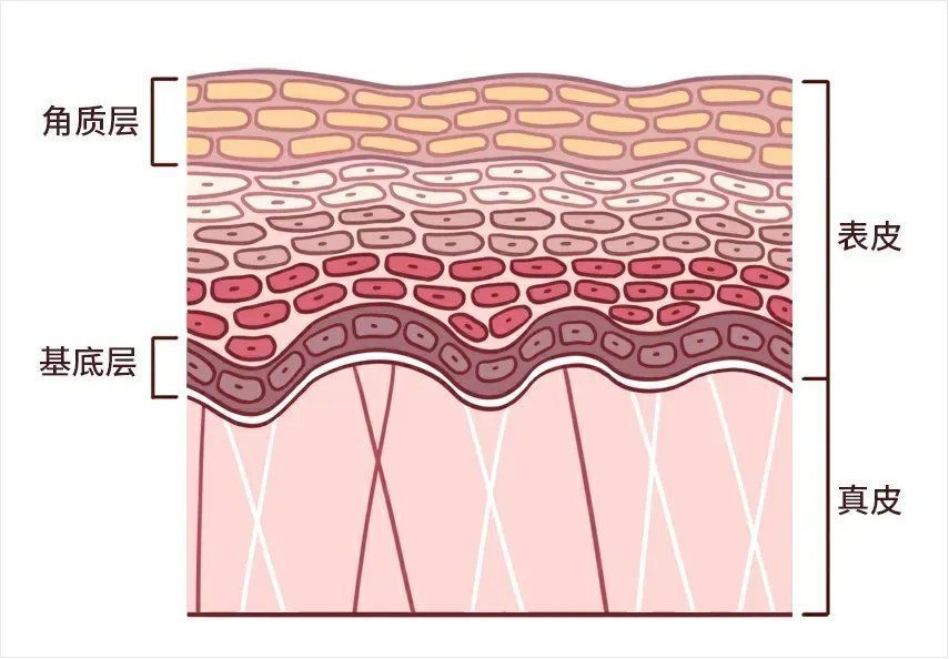 角质层|天天敷面膜，不是护肤是「毁脸」