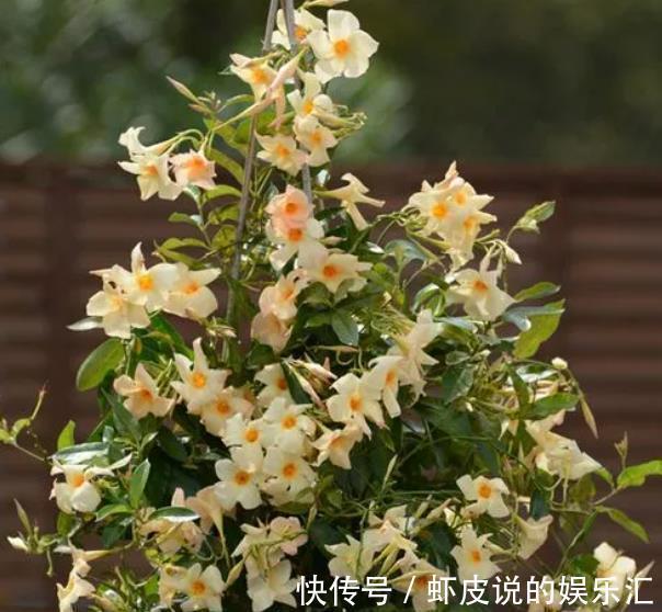 此花耐热又抗寒,养护好多季节有花赏,盆栽地栽都好看