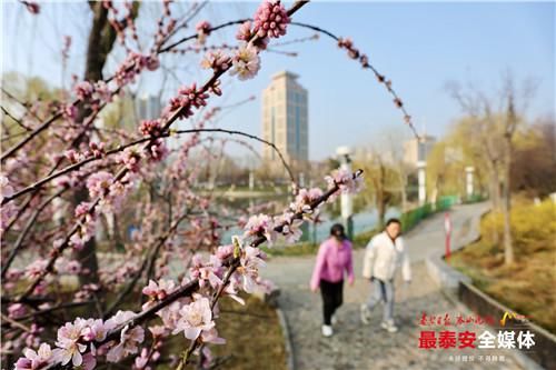 泰城春意浓 不负好时节