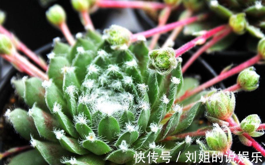 多肉盆栽不用买，有片叶子就能扦插出一盆，真好养