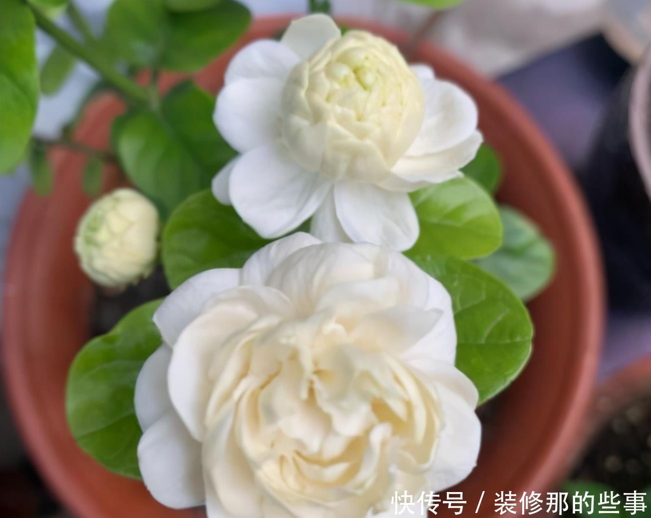 茉莉|三种茉莉花，各有各的美，别只养普通茉莉了