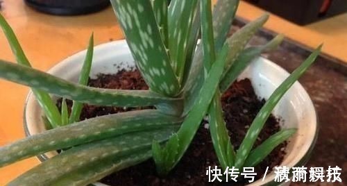 卧室长期放盆栽,失眠的人就选2种,好看又好养,净化效果好