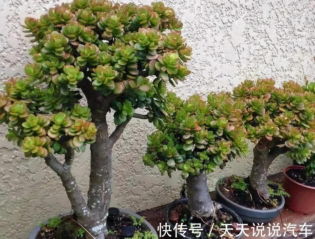 立冬后，养这10种花，切记不能多浇水，养不活都是由于手太勤