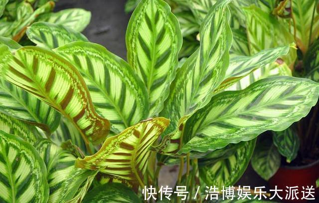 植物|房间里养什么花来几盆竹芋,新颖叶片大