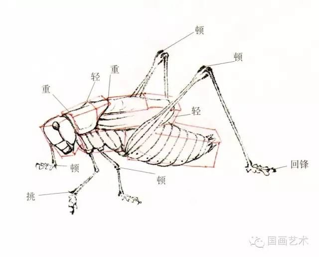  蝈蝈的工笔和写意画法