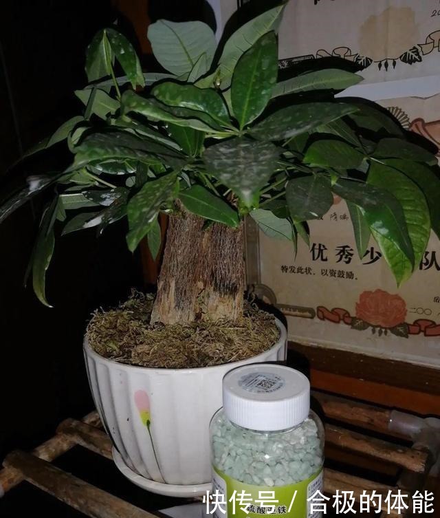 6种花爱吃醋,隔段时间喂口醋,叶子绿油油!