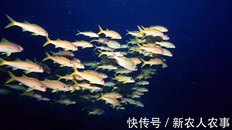 一举俩得！奶奶带孙子去河边杀鸡收获一盆意外之喜，小孩直接傻眼