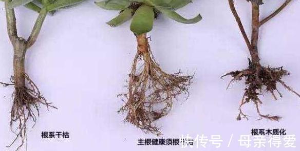 网购带土球多肉植物请不要直接栽,修根晾根不能省,根好多肉壮