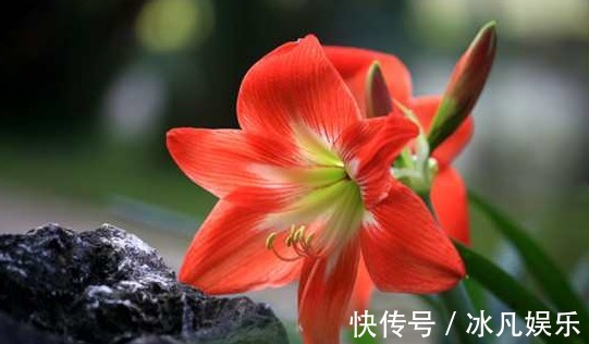 朱顶红只长叶子不开花,这样剪一下,开花越来越多,美极了