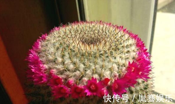 浇水|他养了1盆“仙人球”,开花100朵,漂亮极了,大家都说头回见