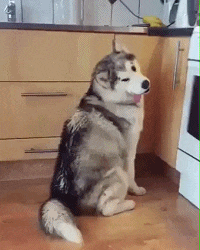 |搞笑GIF趣图:突如其来的自行车,差点闪了我的腰