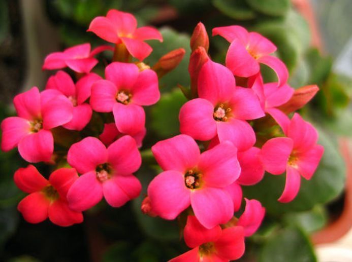 这几款灿烂多姿的花卉,开花“惊艳”,香飘满屋,韵味十足,美