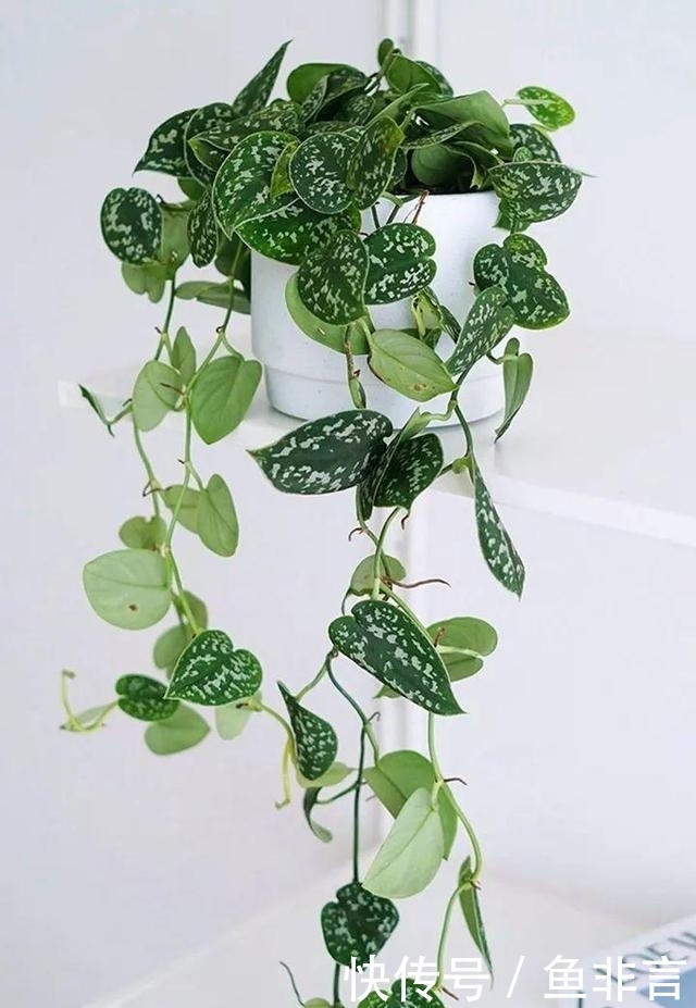 13种耐阴花卉，光照不足也能生长旺盛，开花茂密