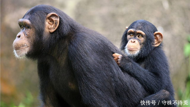 奇怪|14个冷知识:或许使用不到,但可以增长见闻的奇怪知识