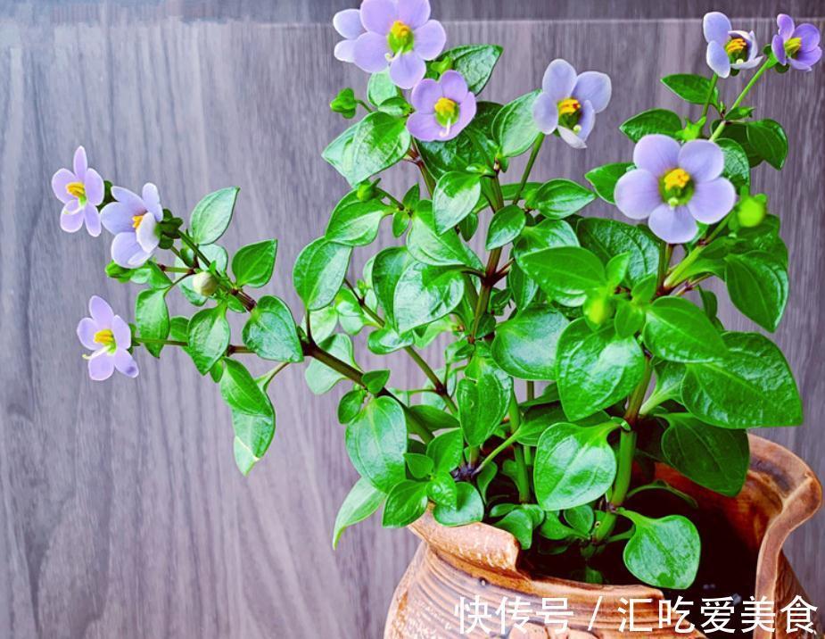 养花就该选“勤花”,这3样下雪天都能开花,正适合冬日盆栽赏花