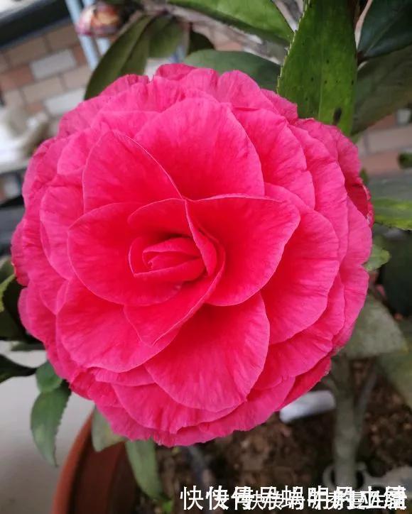 花中娇客|中国传统名花“花中娇客”,30种茶花一开,美了十里八乡