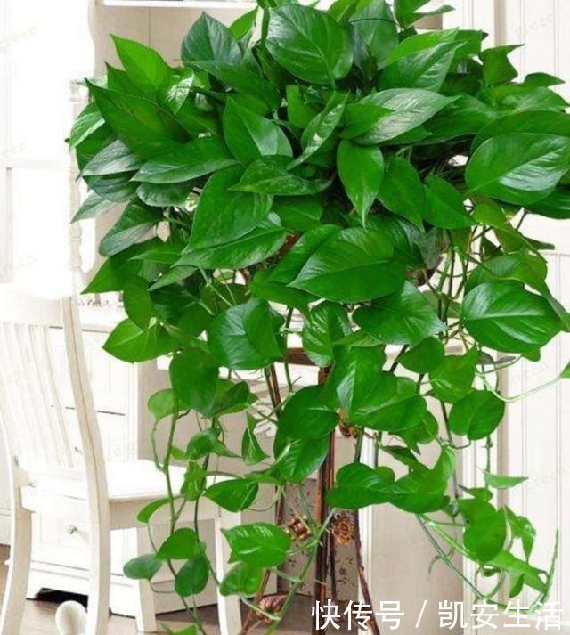 孔雀竹芋|家里如果养这7种花,千万要记得少晒太阳它们喜阴