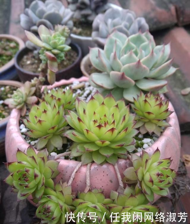 养多肉,不讲究,风风雨雨,依然安好