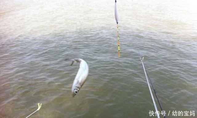 小白条|用这种饵料钓白条鱼，鱼儿疯狂咬钩，不一会就能钓很多