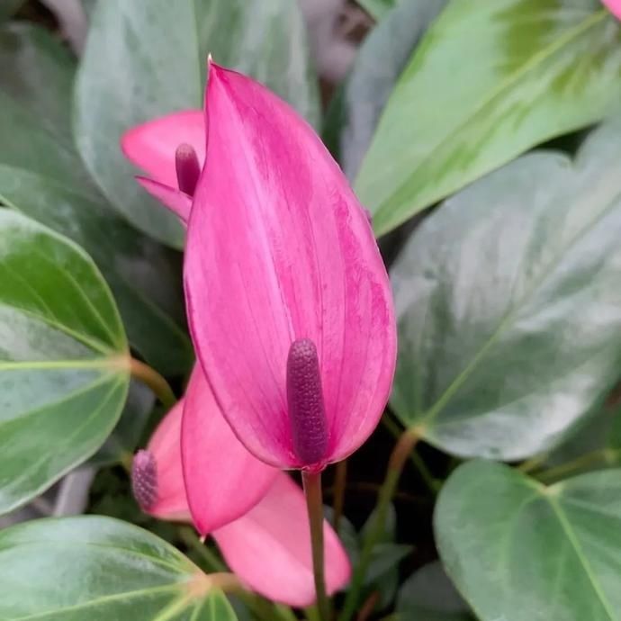  惹人爱|美丽晋宁：小小红掌色彩多，心形花朵惹人爱