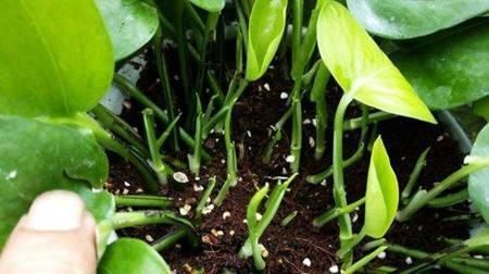 过期的“小药片”磨成粉养花,比生根剂、多菌灵“效果”还要好